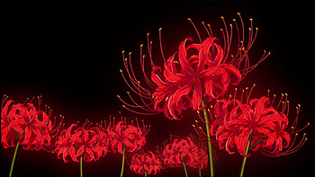 Red Spider Lily, Tokyo Ghoul Flower HD wallpaper