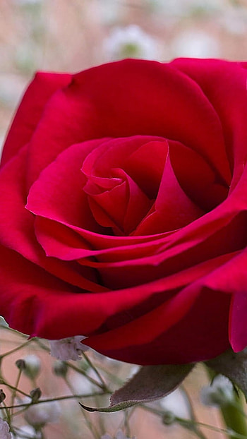 Rose Flower, Red Rose, Love HD phone wallpaper