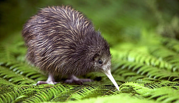 Kiwi (Bird), Cute flightless bird, Unique New Zealand species, Adorable avian creature HD wallpaper