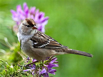 Beautiful Bird, cute, beautiful, bird HD wallpaper