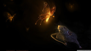 The firefly, black, firefly, mouse, fantasy, yellow, rat, luminos, dark HD wallpaper