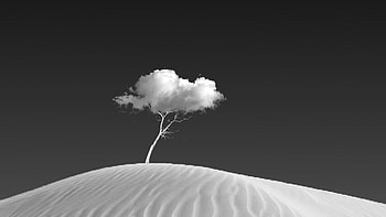 Cloud On Tree, tree, cloud, graphy, monochrome, black-and-white HD wallpaper