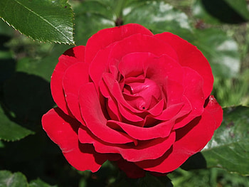 ROSE, PETALS, LEAVES, GREEN, RED HD wallpaper