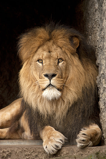 Animals, Lion, Predator, Big Cat, Sight, Opinion, King Of Beasts, King Of The Beasts HD phone wallpaper