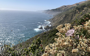 Beauty in Big Sur, California, sea, flower, coast, sky, rocks, usa HD wallpaper