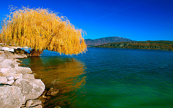 Willow Tree, Autumn beauty, Nature , mobile tablet HD wallpaper