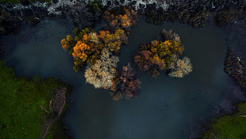 Top view of Trees at winter morning, trees, nature, forest HD wallpaper