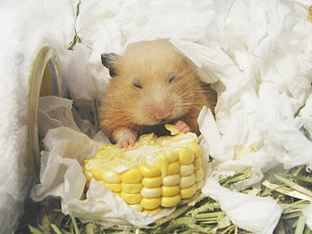 Ben, sweet, white, song, cute, grass, wonderful, michael jackson, corn, eat, animals, green, yellow, rodents, nature HD wallpaper