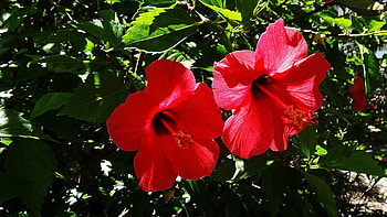 Green nature flowers, Hibiscus plants, , Mobile backgrounds HD wallpaper