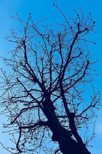 Nature, Sky, Wood, Tree, Branches, Spring HD phone wallpaper