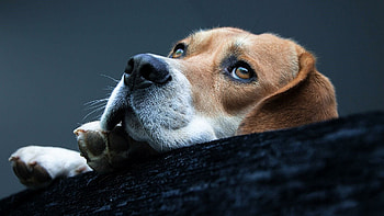 Beagle, Beautiful , Captivating , Lovely dog HD wallpaper