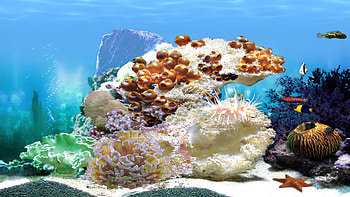 Aquarium Bildschirmschoner Kostenlos Tv : Aquarium animated afari HD wallpaper