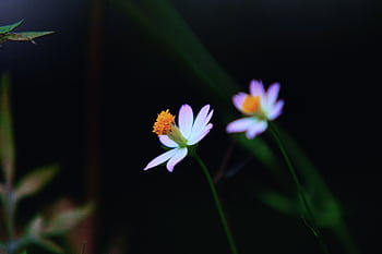 Beautiful daisies with soft petals captured in a garden with a dark background. HD wallpaper