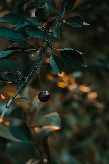 A deep focus on a singular blackberry hanging from a leafy branch, captured in moody lighting. HD phone wallpaper