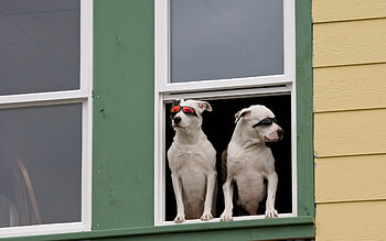 Animals, Dogs, Sit, Couple, Pair, Window, Security, Protection, Waiting, Expectation, Sunglasses HD wallpaper