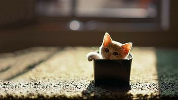Cute cat, Awesome HD wallpaper