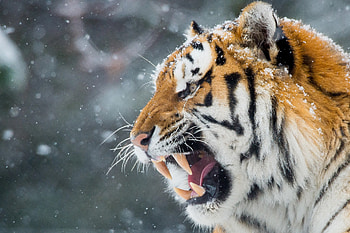 Tiger Roar Teeth, tiger, animals, roar, teeth HD wallpaper