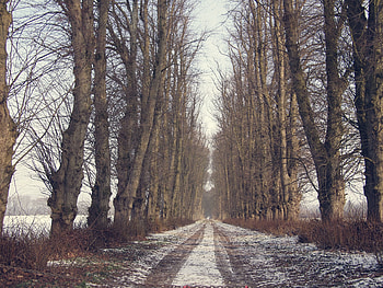 Winter, Nature, Trees, Snow, Road HD wallpaper
