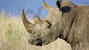 Animals, Grass, Bird, Head, Profile, Rhinoceros, Horn HD wallpaper