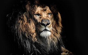 Aged lion, Wild predator, Powerful muzzle, Dual wide HD wallpaper