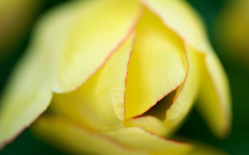 Flower, Macro, Light, Petals, Bud, Light Coloured HD wallpaper
