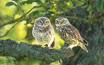 Owls, birds, animals, tree HD wallpaper