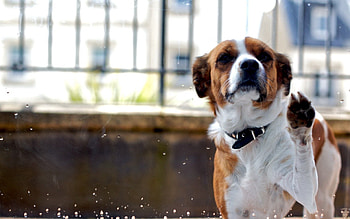 Animals, Dog, Muzzle, Spotty, Spotted, Fence, Animal, Collar HD wallpaper
