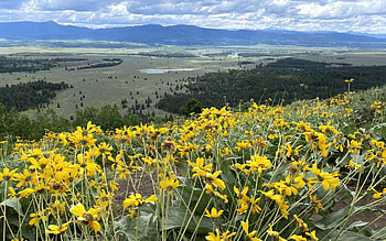 View of Jackson Hole from Signal Mountain in Grand Teton National Park, Wyoming, wildflowers, blossoms, landscape, clouds, sky, mountains, usa HD wallpaper