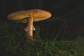 Nature, Grass, Mushroom, Fly Agaric HD wallpaper