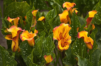 Flowers, Flower Bed, Flowerbed, Calla, Callas, Variegated, Mottled HD wallpaper