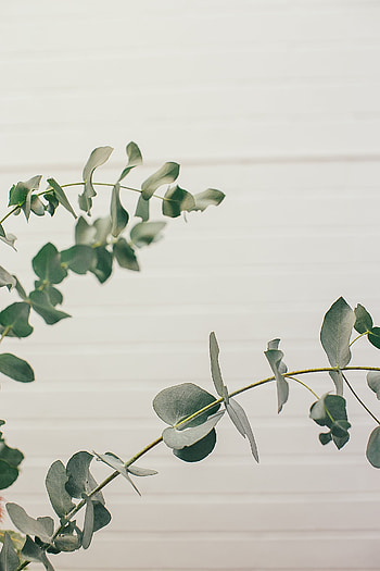 Graceful eucalyptus branches, Natural beauty, Australian flora, Majestic trees HD phone wallpaper