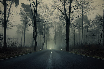 Haze, misty day, sunrise, highway, forest HD wallpaper
