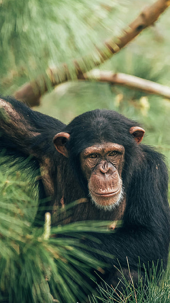 Chimpanzee , Chimpanzee s HD phone wallpaper