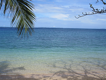 Nature, Sea, Palm Branch, Palm Tree Branch HD wallpaper