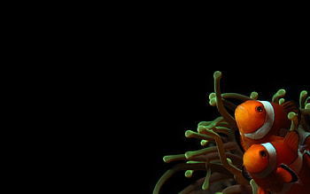 Clownfish and sea anemones, Captivating , Oceanic beauty, Underwater spectacle HD wallpaper
