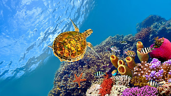 Great Barrier Reef, Turtles HD wallpaper