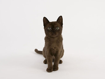 Sable Burmese ideas, Burmese cat enthusiasts, Crazy cat lovers, Stunning patterns HD wallpaper