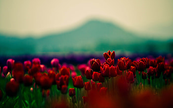 Flowers With Red Buds, flowers, red HD wallpaper