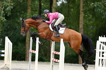 Equitation sports, Horse racing, backgrounds HD wallpaper