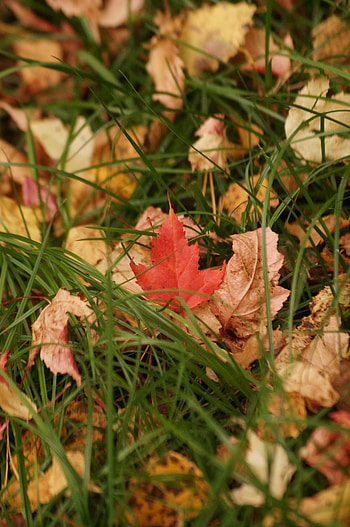 Nature, Grass, Autumn, Leaves, Dry HD phone wallpaper
