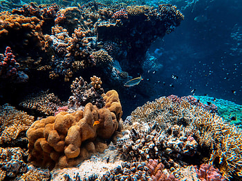 Nature, Water, Fishes, Coral, Seaweed, Algae HD wallpaper