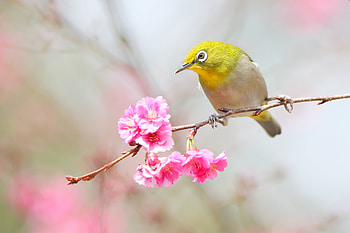 Animal, Japanese white-eye HD wallpaper