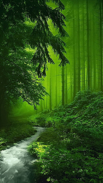 Beautiful Forest HD phone wallpaper