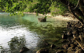 Nature, Water, Stones, Shore, Bank, Wood, Tree, Branches, Branch, Slope, Incline, Tina, Slime HD wallpaper