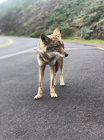 Coyote, Urban sightings, San Francisco's streets, Urban wildlife HD phone wallpaper