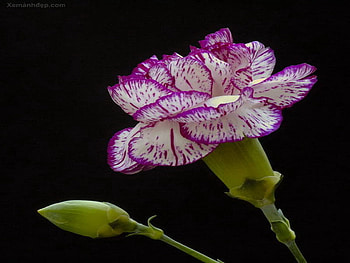 carnation, purple, white, flower, shaded, bloom, dark HD wallpaper
