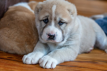 Puppy, Alabai HD wallpaper