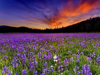 Summer field at sunset, blue, colorful, sunrise, nice, sunset, sundown, meadow, beautiful, grass, fresh, mountain, summer, pretty, field, green, clouds, nature, sky, lovely HD wallpaper