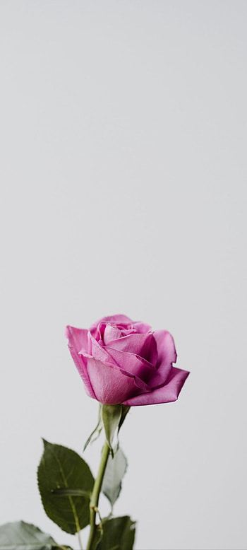 Pink rose, Delicate petals, Romantic symbol, Feminine allure HD phone wallpaper