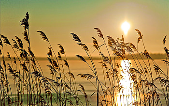 Sunrise, sunlight, golden sunrise, peaceful, beauty, reflection, water, sun, golden, beautiful, lake, sunrays, view, clouds, nature, sky, lovely, splendor HD wallpaper